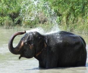 пазл Душ из слона - слон, что освежает с водой пруда под солнцем саванны